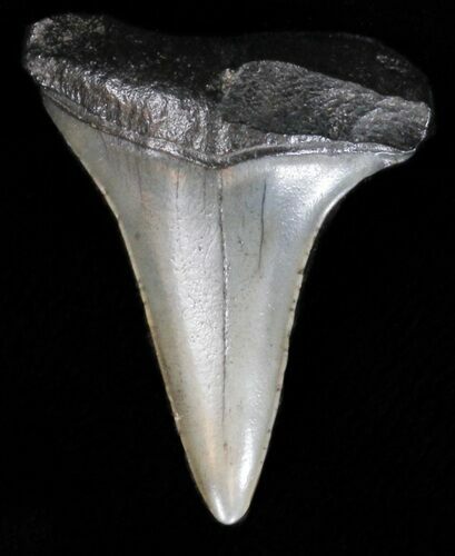 Bargain Fossil Mako Shark Tooth #40027